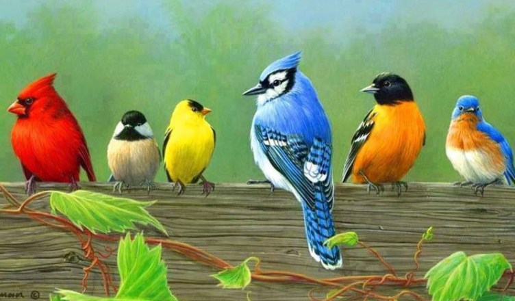 Plano de aula: Conhecendo as aves