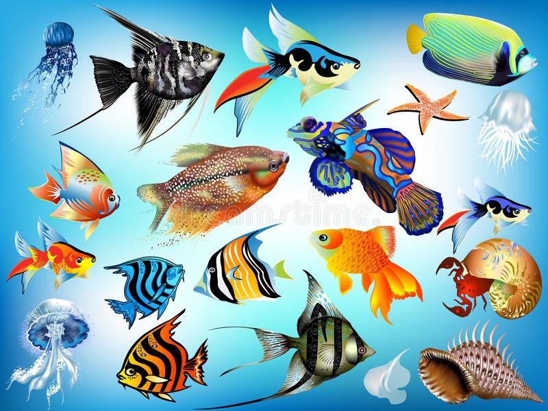 Plano de aula: Animais marinhos
