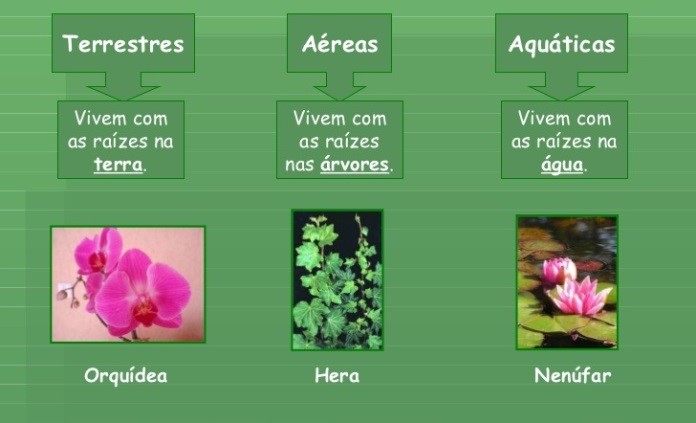Plano De Aula: Plantas terrestre, aquática e aérea
