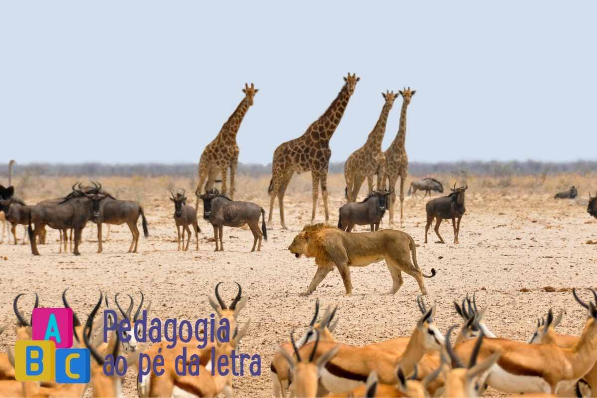 Plano de Aula: Reino Animal (para o ensino fundamental)