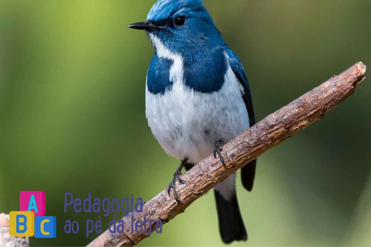 5 Atividades sobre pássaros para educação infantil: bico, penas e asas